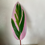 Artificial Plant/Flower For Indoor Decor | Shop Colorful Skybird Plant