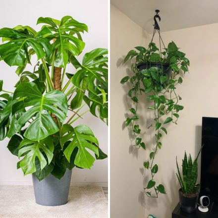 Apartment Decor Made Easy: The 5 Best Artificial Plants