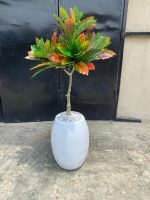 banyan tree potted in a fiberglass pot