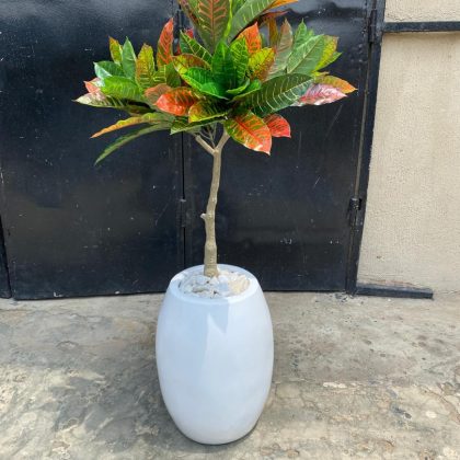 banyan tree potted in a fiberglass pot