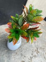 banyan tree potted in a fiberglass pot