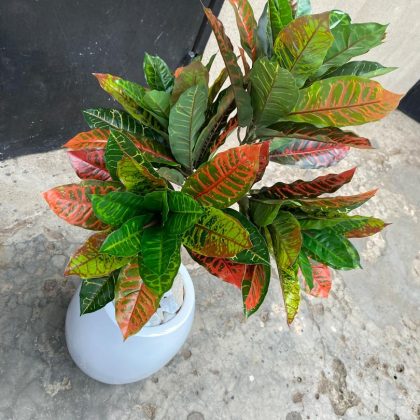 banyan tree potted in a fiberglass pot