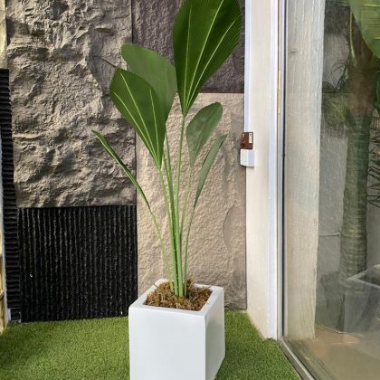 Enhance your space with the Artificial Fan Palm Potted in a modern square fiberglass vase.