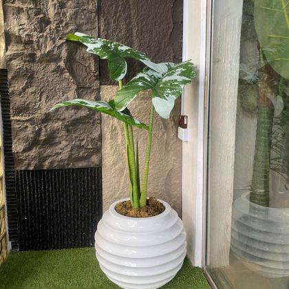 Ball Ring Fiberglass Vase Potted with Artificial Alocasia Cucullata Tree