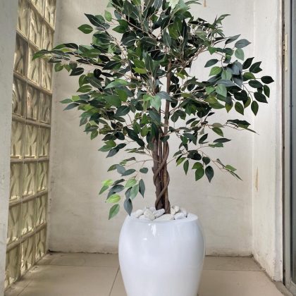 Artificial Ficus Tree Potted With Apple Fiberglass Vase