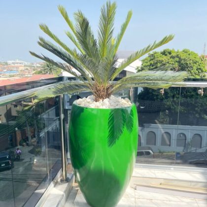 Cycas Palm Potted With 100cm Classic Fiberglass Pot