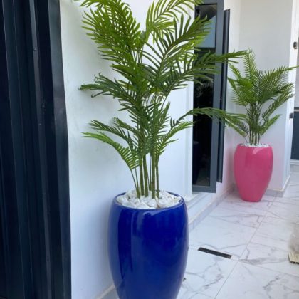 Six Stem Palm Plants Potted With 80cm Classic Fiberglass Pots