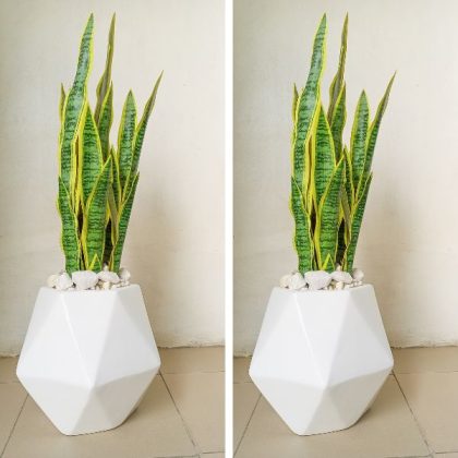 Decagon Fiberglass Vase Potted With Artificial Snake Plant