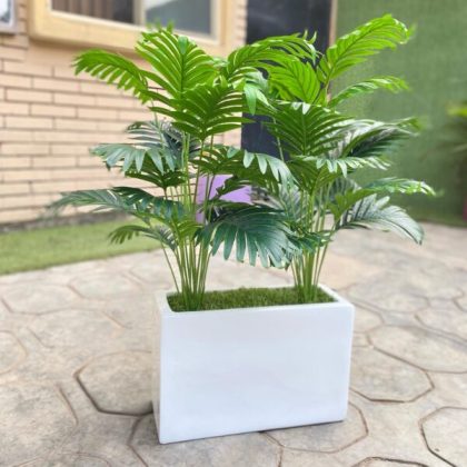 Mini Palm Plant Potted With 25cm x 40cm Trough Fiberglass Pot