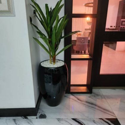 Dracaena plant potted with 80cm classic pot