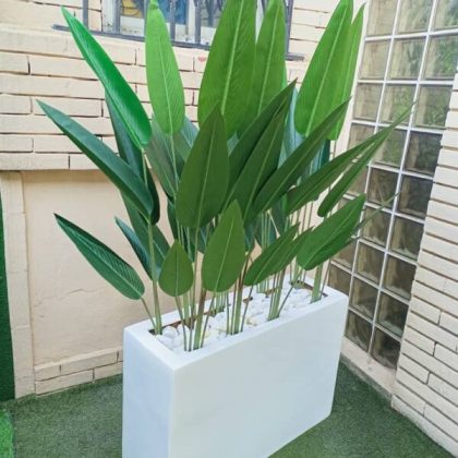 Skybird Plants Potted With 60cm x 90cm Trough Fiberglass Planter