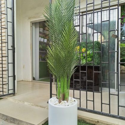 Cylinder Fiberglass Pot with 180cm Palm Plant