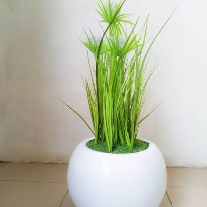 60cm reed flower plants potted with 25cm ball pot