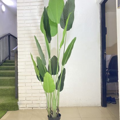 Artificial Traveler Banana Plant – Height:200cm