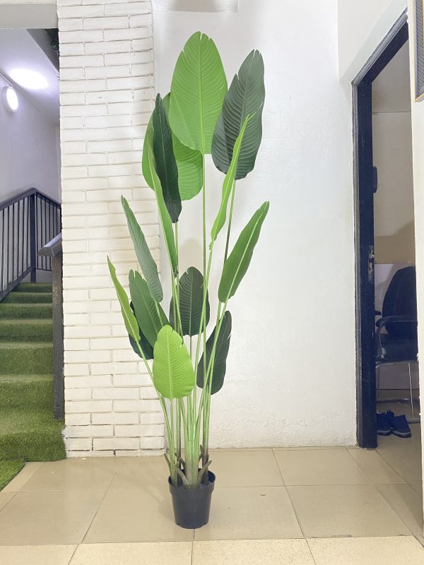 Artificial Traveler Banana Plant – Height:200cm