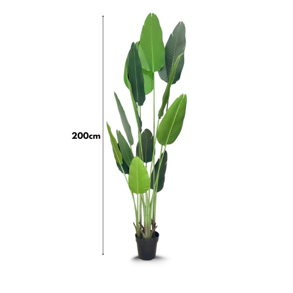 Artificial Traveler Banana Plant – Height:200cm