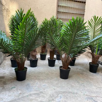 Decorate Your Home with Stylish Mini Palm plants| 60cm