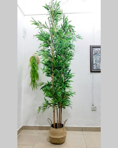 Bamboo Plant