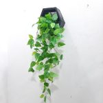 Hanging Plant for wall decor - Image 4