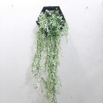 Hanging Plant for wall decor - Image 5