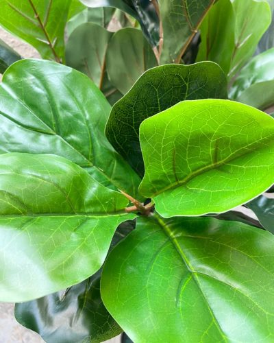ARTIFICIAL FIDDLE LEAF PLANTS FOR INDOOR/OUTDOOR DESIGN
