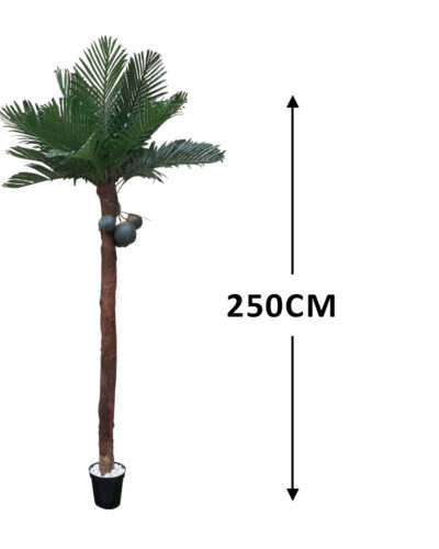 coconut Plants