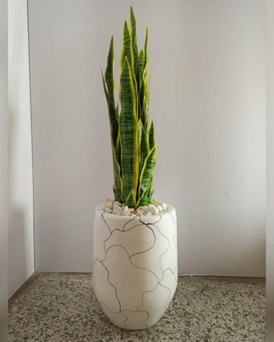 Snake Plants