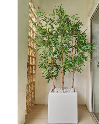 220cm Bamboo Plants Potted With A 50cmX50cm Fiberglass Vase