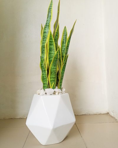 Potted Artificial Snake Plant With Dodecagon(12 sided) Fiberglas Vase - Height 100cm