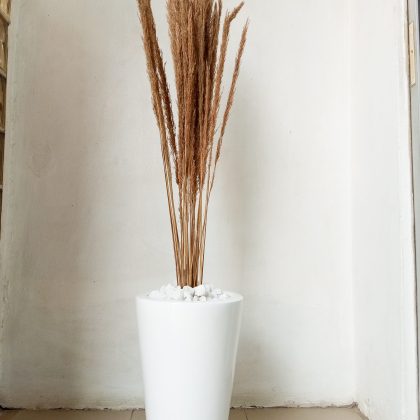 Potted Pampas Grass Potted With Fiberglass pots - Height 145cm