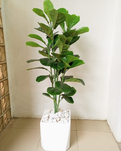 135cm Fiddle Leafs Potted With A Fiberglass Pot