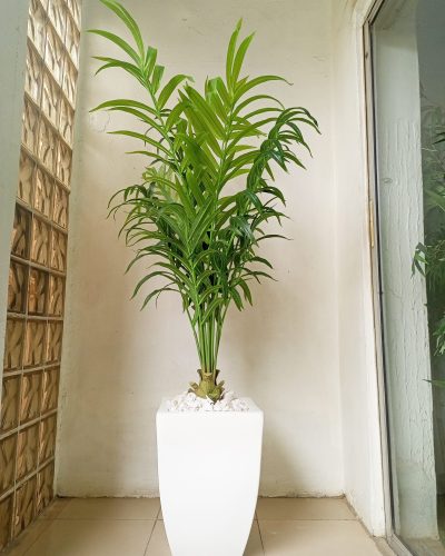 Artificial Kentia Palm Plant Potted With A Fiberglass Vase - 185cm Height