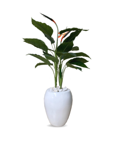 Paradise Bird Flower Plant Placed Potted With Apple Fiberglass Pot - Height: 130cm