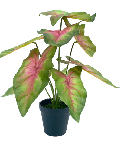TABLETOP FAKE PLANTS | CALADIUM PLANS | "ORDER NOW"