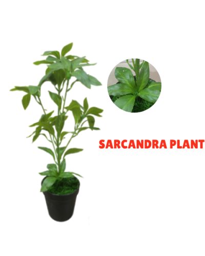 Fake Mini Indoor Plants | Wholesale Of Artificial Sarcandra Plant