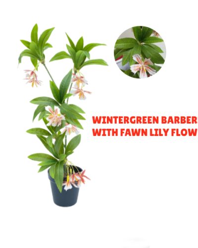 Artificial Mini Interior Plants | Fake Wintergreen Barberry Plant For Indoor