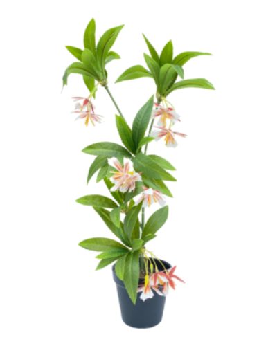 Artificial Mini Interior Plants | Fake Wintergreen Barberry Plant For Indoor