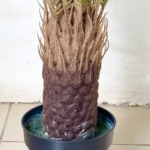 Artificial Palm Cycas Plants For Interior | Bulk Sales Of Fake Plant Nigeria