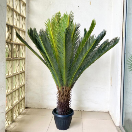 Artificial Cycas Palm Tree | Nigeria Wholesaler Of Indoor Plants