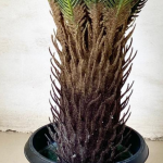 Artificial Cycas Palm Tree | Nigeria Wholesaler Of Indoor Plants