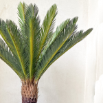 Artificial Cycas Palm Tree | Nigeria Wholesaler Of Indoor Plants