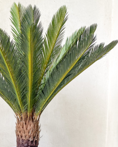 Artificial Cycas Palm Tree | Nigeria Wholesaler Of Indoor Plants