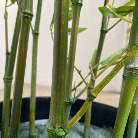 Artificial Tiny Bamboo Plants - 170cm