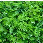 Artificial Greenery Fern WallMats | Decorative Accessories For Home/Offices