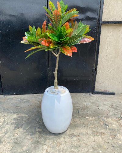 banyan tree potted in a fiberglass pot