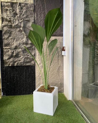 Enhance your space with the Artificial Fan Palm Potted in a modern square fiberglass vase.