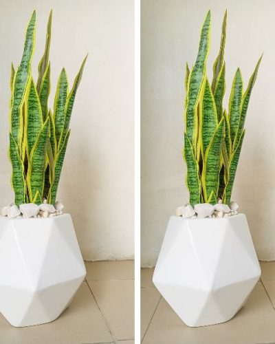 Decagon Fiberglass Vase Potted With Artificial Snake Plant
