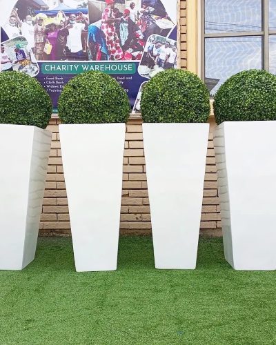 Boxwood Ball Plant Potted With Tapered Fiberglass Planter | 4ft height