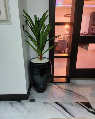 Dracaena plant potted with 80cm classic pot