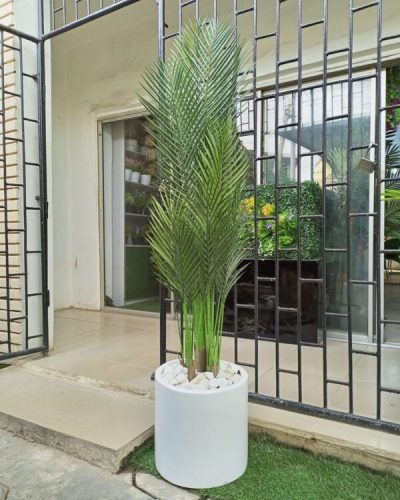 Cylinder Fiberglass Pot with 180cm Palm Plant